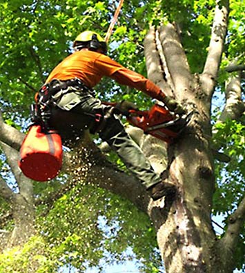 Tree Trimming & Pruning