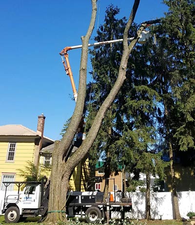 Tree removal services