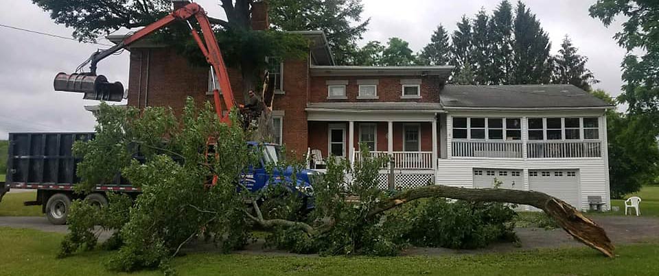 Tree trimming and pruning